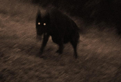 Britain's Black Dog Legends - 7 Spooky Canines & Hellhounds - David ...